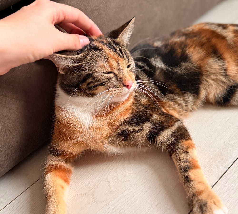 Ginger cat relaxing at home