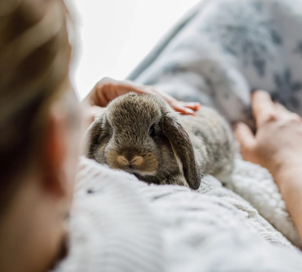 Rabbit receiving gentle care at home